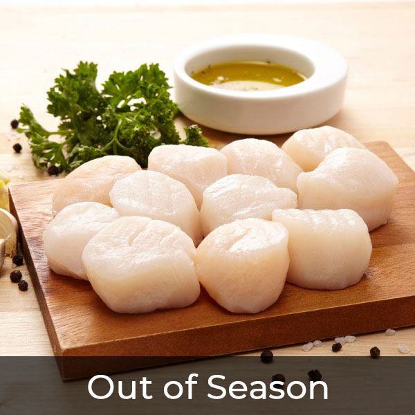 XLarge Raw Scallops OrderUp Seafood